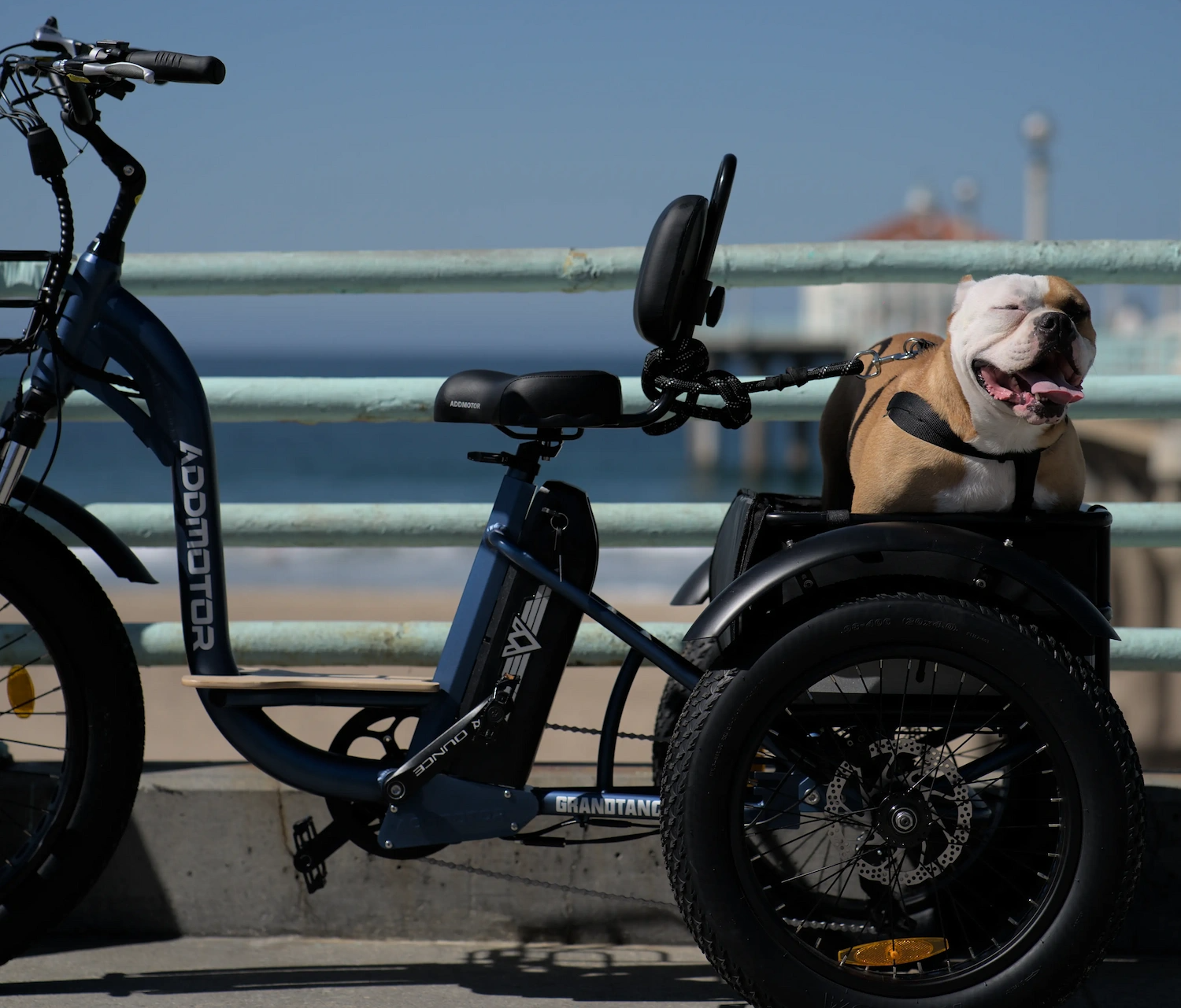 dog on the back of a 3-wheel electric bike